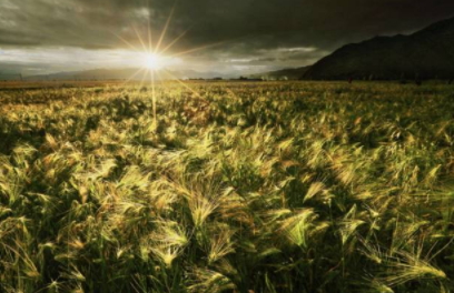 青稞是涼性嗎？青稞是熱性嗎？