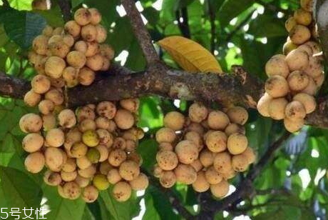 龍貢果的營養(yǎng)價(jià)值 龍貢果的功效與作用 龍貢果的營養(yǎng)價(jià)值 龍貢果的功效與作用