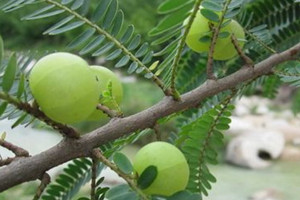 余甘果什么時(shí)候成熟 余甘果的成熟時(shí)間 余甘果什么時(shí)候成熟 余甘果的成熟時(shí)間