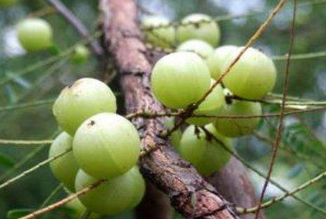 余甘果什么時(shí)候成熟 余甘果的成熟時(shí)間 余甘果什么時(shí)候成熟 余甘果的成熟時(shí)間