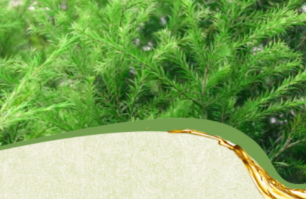 茶樹精油可以治灰指甲嗎？茶樹精油怎么治灰指甲