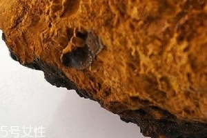 樺樹茸為什么中國禁止？樺樹茸國內(nèi)能買到嗎？