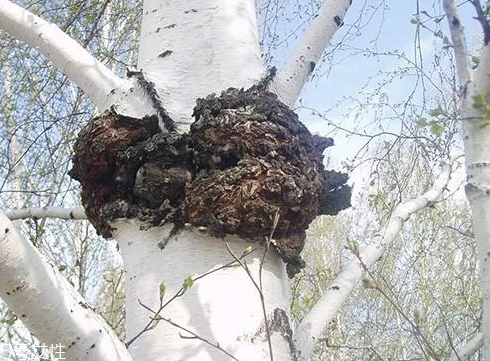 樺樹茸為什么中國禁止？樺樹茸國內(nèi)能買到嗎？