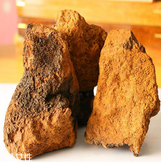 樺樹茸怎么吃？樺樹茸正確吃法