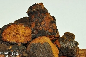 樺樹(shù)茸怎么泡水喝？樺樹(shù)茸泡水喝法