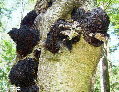 樺樹茸是中藥嗎？樺樹茸屬于中藥嗎