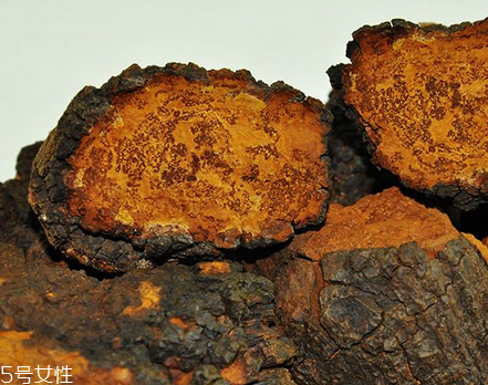 樺樹茸是樹黃嗎？樺樹茸屬于什么