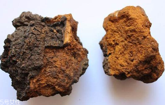 樺樹茸是樹黃嗎？樺樹茸屬于什么