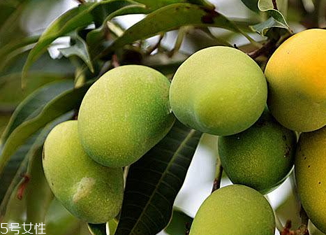 芒果樹在北方能種植嗎 芒果樹的種植要求 芒果樹在北方能種植嗎 芒果樹的種植要求