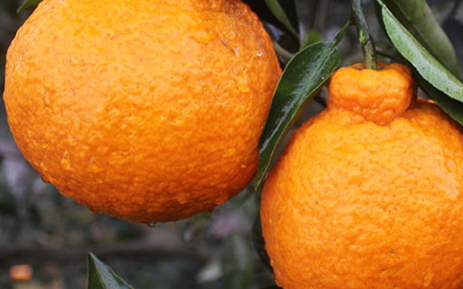 枇杷柑是丑橘嗎？枇杷柑和丑橘的區(qū)別