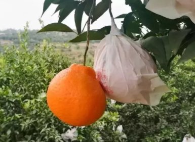 耙耙柑多少錢一斤？耙耙柑市為什么那么貴