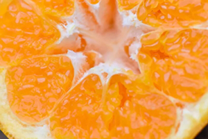 耙耙柑多少錢一斤？耙耙柑市為什么那么貴