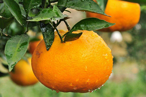 耙耙柑上火嗎？耙耙柑是熱性還是涼性