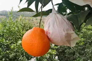 春見為什么叫耙耙柑？春見和耙耙柑區(qū)別