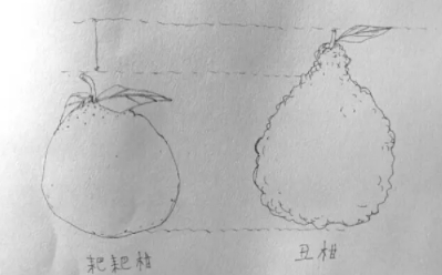 耙耙柑和不知火哪個好？耙耙柑和不知火區(qū)別