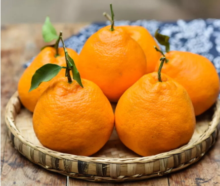 耙耙柑和不知火哪個好？耙耙柑和不知火區(qū)別