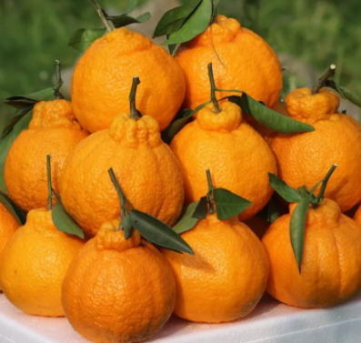 不知火吃了上火嗎？不知火可以經(jīng)常吃嗎