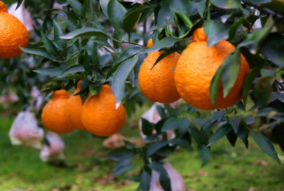 不知火吃了上火嗎？不知火可以經(jīng)常吃嗎