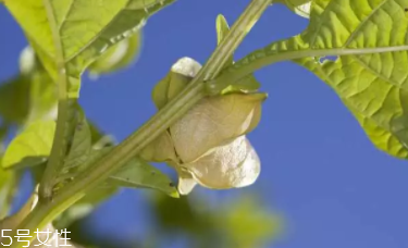 半畝花田是假海藻嗎 半畝花田是不是真海藻 半畝花田是假海藻嗎 半畝花田是不是真海藻
