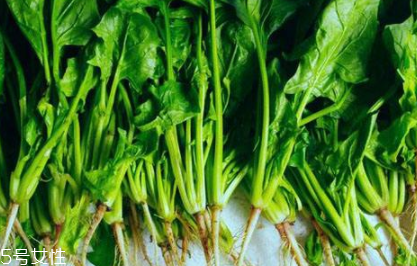 菠菜怎么焯水才不變色 菠菜怎么焯水才鮮亮 菠菜怎么焯水才不變色 菠菜怎么焯水才鮮亮