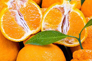 丑柑適合什么地方種植？丑柑上市時間