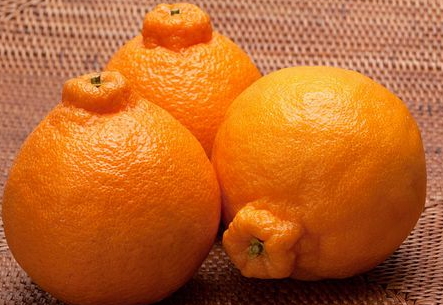 丑柑適合什么地方種植？丑柑上市時間