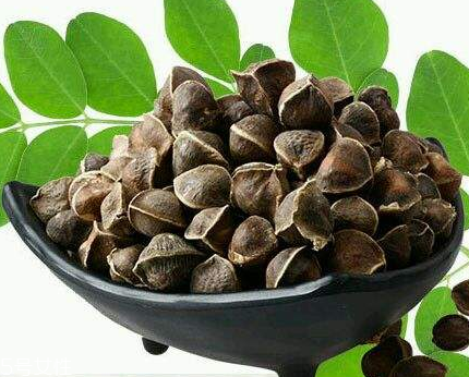 辣木籽能治口臭嗎？口臭吃辣木籽好嗎？