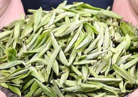 白茶什么時候開始壓餅 白茶新茶還是陳放后壓餅 白茶什么時候開始壓餅 白茶新茶還是陳放后壓餅