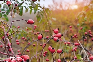玫瑰果油孕婦可以用嗎？玫瑰果油的禁忌人群