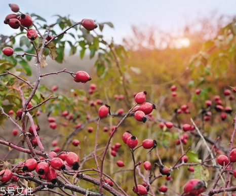 玫瑰果油可以天天用嗎？玫瑰果油多久用一次