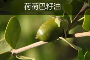 荷荷巴油可以豐胸嗎？荷荷巴油豐胸手法