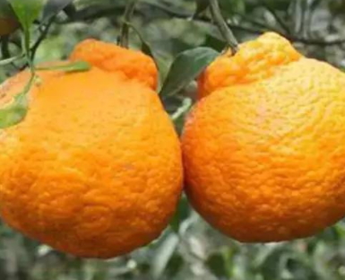 春見和不知火哪個好吃？春見不知火的不同