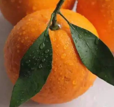 春見和不知火哪個好吃？春見不知火的不同