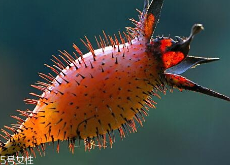 金櫻子怎么保存 金櫻子發(fā)霉能吃嗎 金櫻子怎么保存 金櫻子發(fā)霉能吃嗎