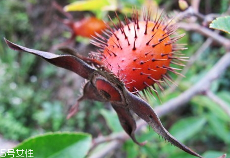 金櫻子可以泡水喝嗎 金櫻子泡水要去籽嗎 金櫻子可以泡水喝嗎 金櫻子泡水要去籽嗎