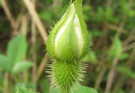 金櫻子可以生吃嗎 金櫻子生吃好嗎 金櫻子可以生吃嗎 金櫻子生吃好嗎