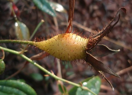 金櫻子可以生吃嗎 金櫻子生吃好嗎 金櫻子可以生吃嗎 金櫻子生吃好嗎