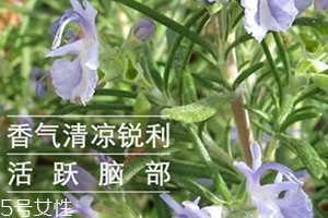 迷迭香精油怎么用？迷迭香精油使用注意事項(xiàng)