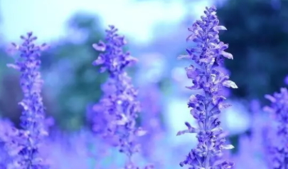 薰衣草精油怎么泡腳？薰衣草精油泡腳方法