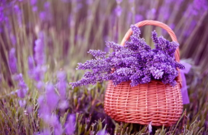 薰衣草精油怎么泡腳？薰衣草精油泡腳方法
