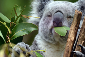 尤加利精油孕婦可以用嗎？尤加利精油禁忌人群