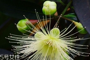 水葡萄怎么吃 水葡萄適合什么人吃 水葡萄怎么吃 水葡萄適合什么人吃