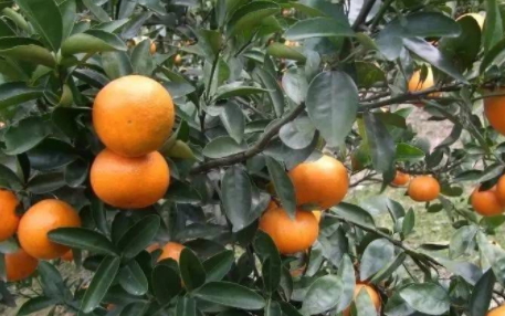 沃柑和茂谷柑哪個(gè)好吃？沃柑和茂谷柑的區(qū)別