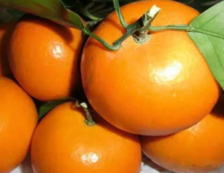 沃柑是橘子還是橙子？沃柑是熱性還是涼性