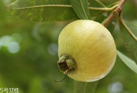 蒲桃怎么吃 蒲桃可以直接吃嗎 蒲桃怎么吃 蒲桃可以直接吃嗎