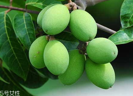 橄欖不能和什么一起吃 橄欖相克食物 橄欖不能和什么一起吃 橄欖相克食物