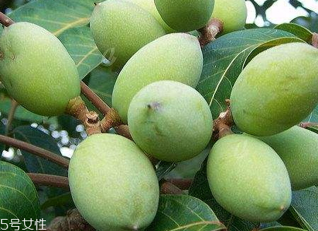 橄欖可以放冰箱嗎 新鮮橄欖怎么保存時(shí)間長(zhǎng) 橄欖可以放冰箱嗎 新鮮橄欖怎么保存時(shí)間長(zhǎng)