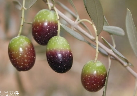橄欖可以解酒嗎 橄欖解酒方法 橄欖可以解酒嗎 橄欖解酒方法