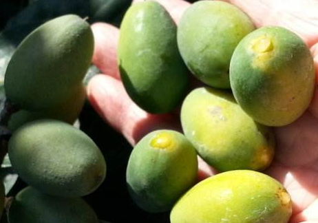 橄欖能減肥嗎 橄欖的熱量是多少 橄欖能減肥嗎 橄欖的熱量是多少