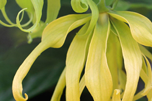 依蘭精油可以豐胸嗎？依蘭精油怎么豐胸